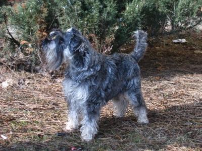 obr�zek: gero.jpg; rozli�en�: 400 � 300 px; velikost 36 kB;
