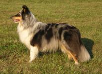 obr�zek: tc_lucky.jpg; rozli�en�: 205 � 150 px; velikost 7 kb;