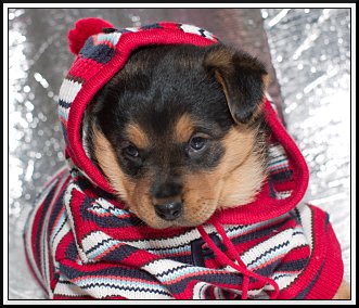 obrázek: modni_prehlidka.jpg; rozlišení: 331 × 284 px; velikost 47 kb;