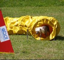 obrázek: tn_agility25.jpg; rozlišení: 211 × 200 px; velikost 11 kb;