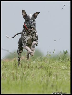 obrázek: tn_coursing087.jpg; rozlišení: 302 × 400 px; velikost 16 kb;