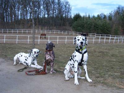 obrázek: tn_coursing_brno_skupina.jpg; rozlišení: 400 × 300 px; velikost 27 kb;