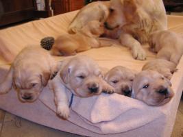 obrázek: tn_retriever.jpg; rozlišení: 267 × 200 px; velikost 9 kb;